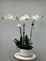 Load image into Gallery viewer, Orchid arrangements (3 stamps)
