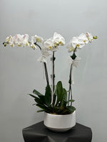 Load image into Gallery viewer, Orchid arrangements (3 stamps)
