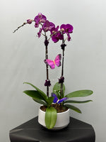 Load image into Gallery viewer, Orchid arrangements (2 stamps)
